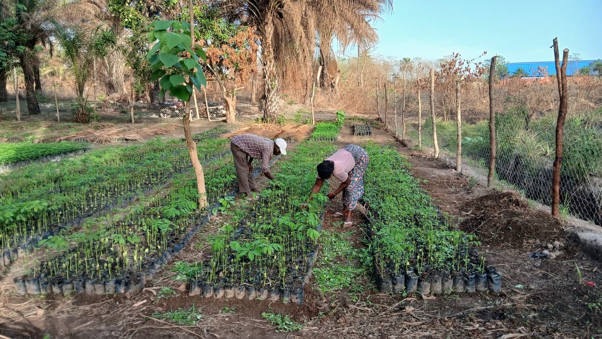 Travailleurs entretenant des plants dans une pépinière villageoise