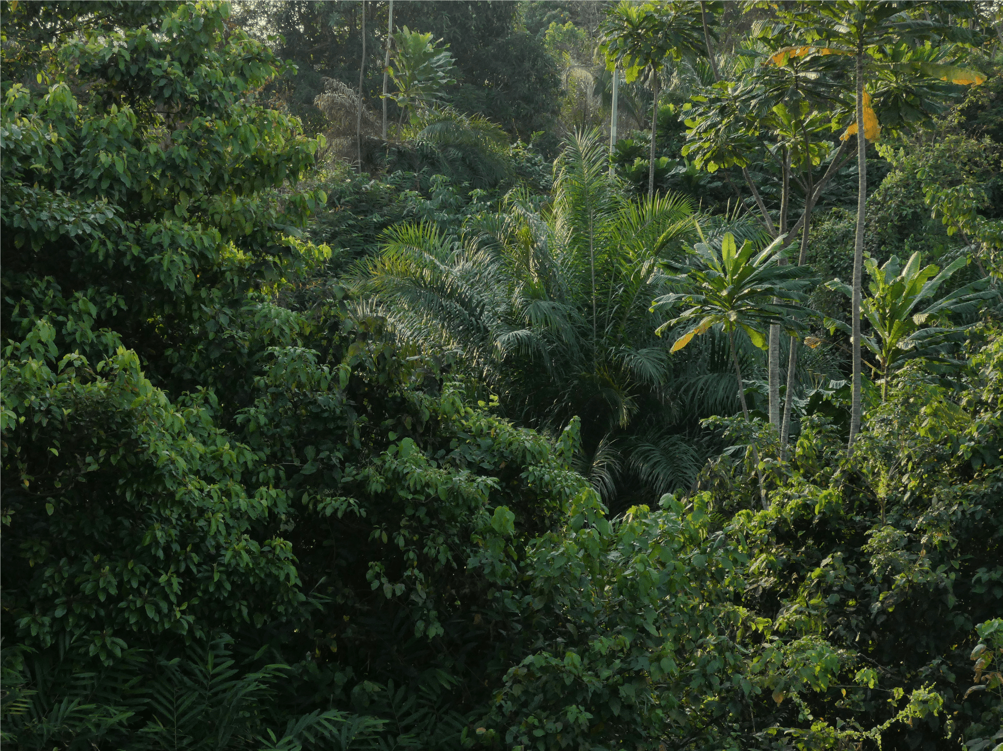 {"fr":"Trees","en":"Trees"}